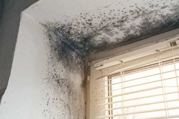 Affordable Crawl Space Mold Remediation solutions in North, VA